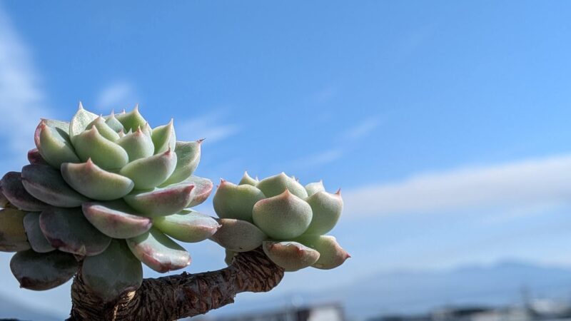 レッドベルベット