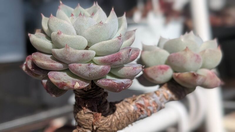 レッドベルベット