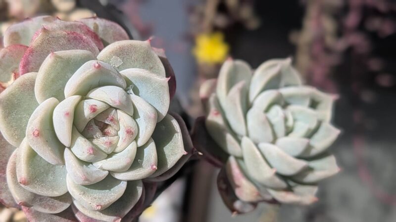 レッドベルベット