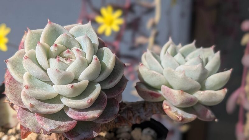 レッドベルベット