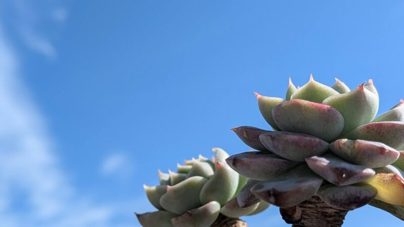 レッドベルベット