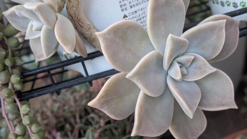 朧月
