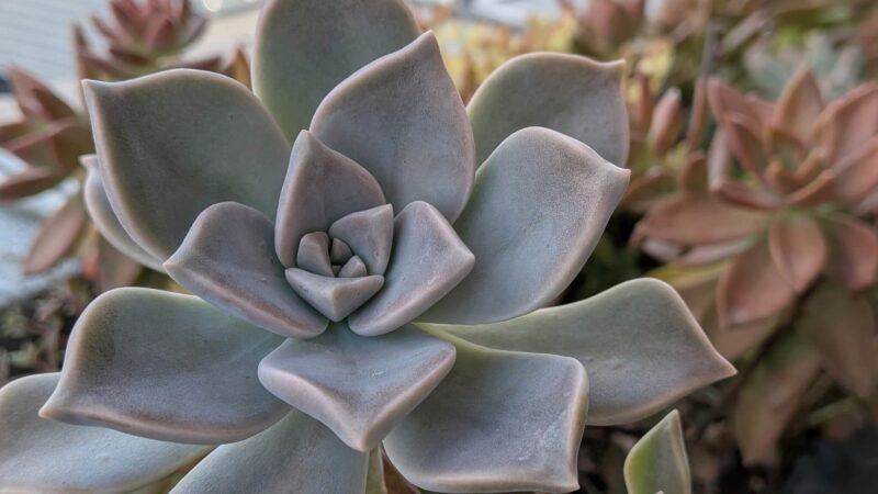朧月