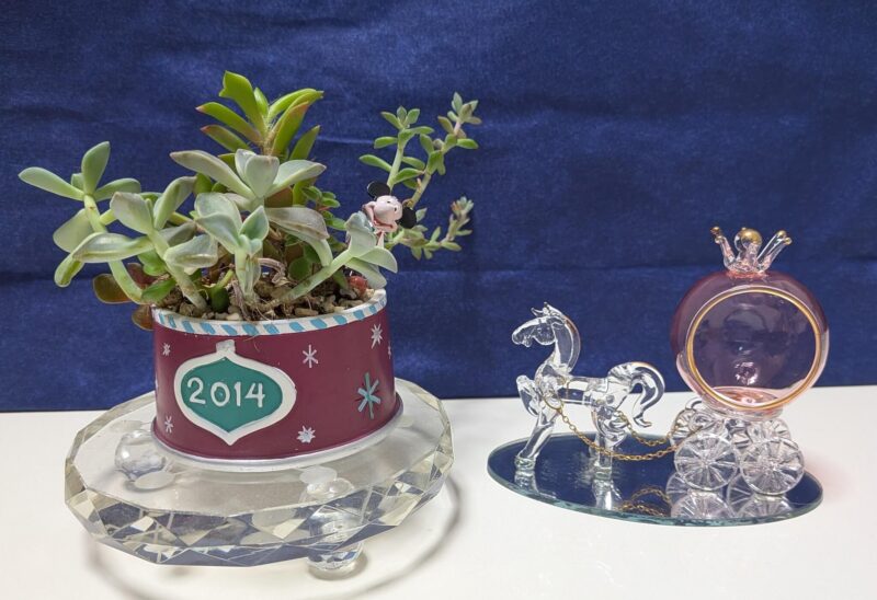 朧月、桜吹雪、ブロウメアナ、マッコス