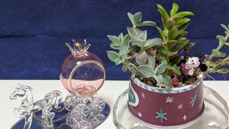 朧月、桜吹雪、ブロウメアナ、マッコス