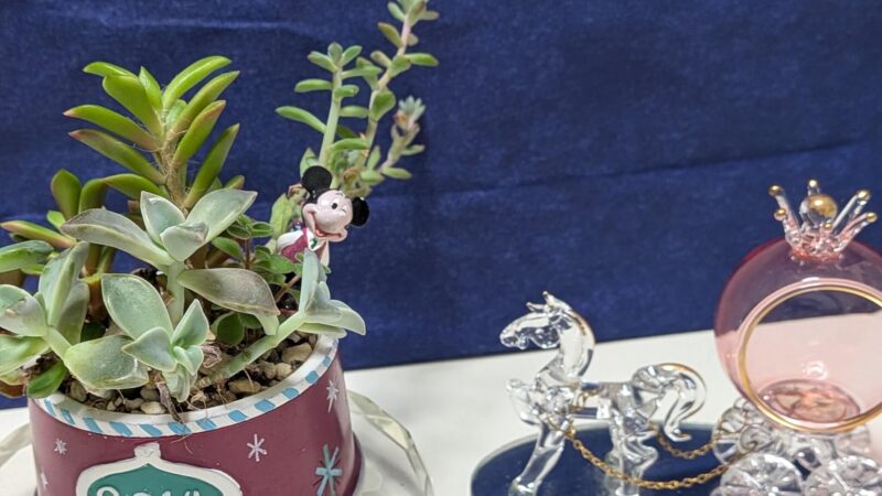 朧月、桜吹雪、ブロウメアナ、マッコス