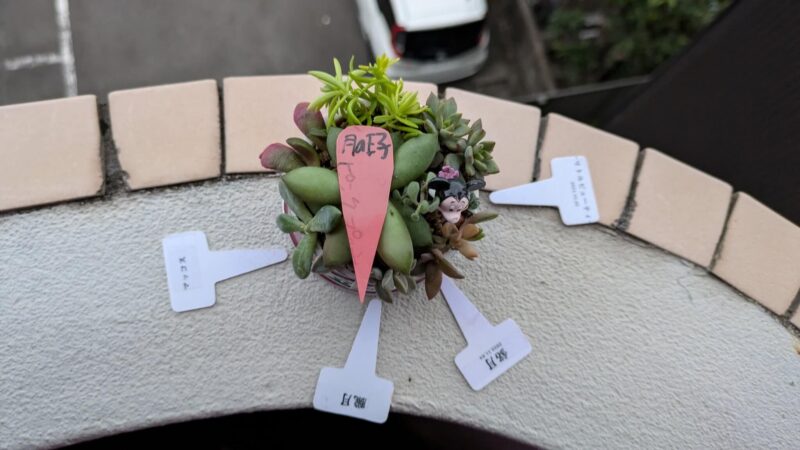 朧月、桜吹雪、ブロウメアナ、マッコス