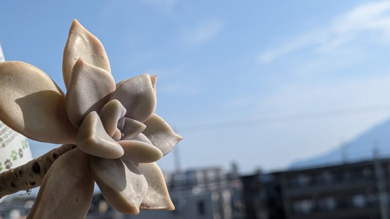 朧月