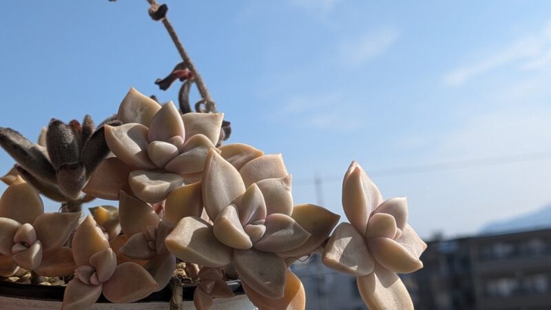 朧月