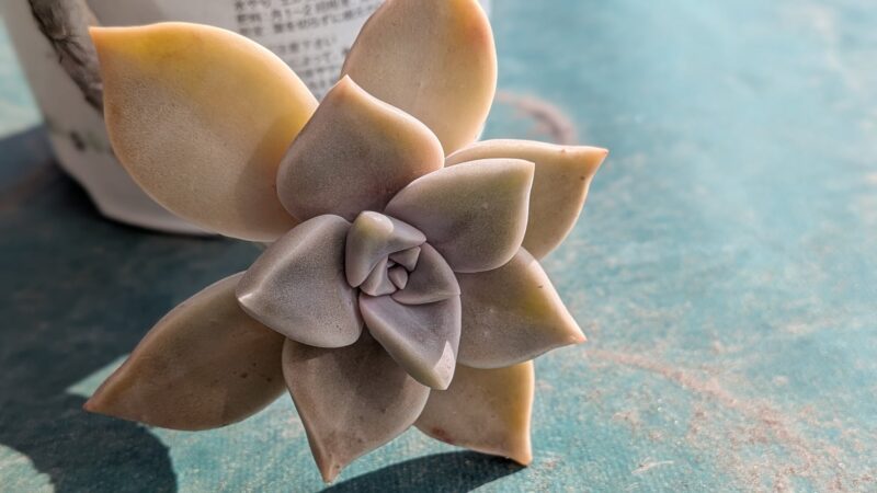 朧月