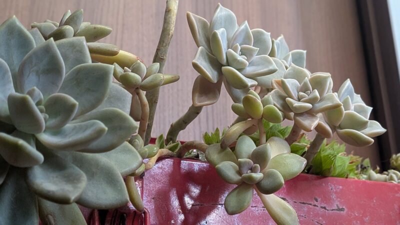 月下美人、朧月