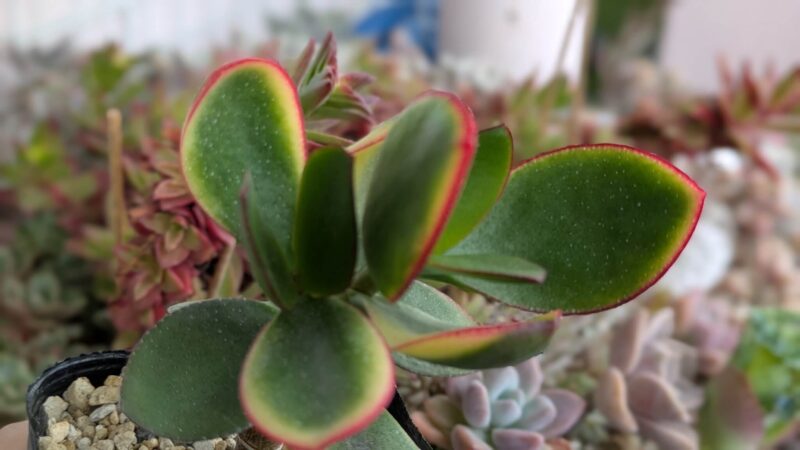 黄金花月