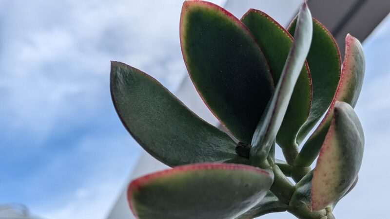 黄金花月