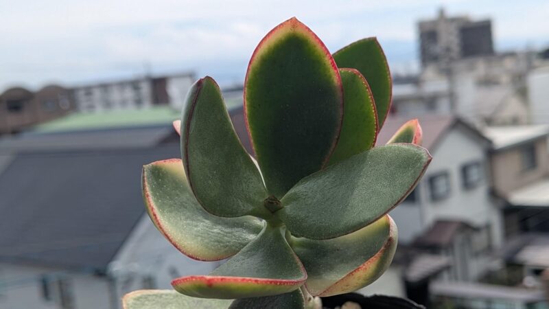 黄金花月