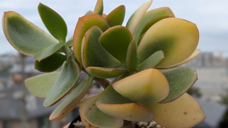 黄金花月