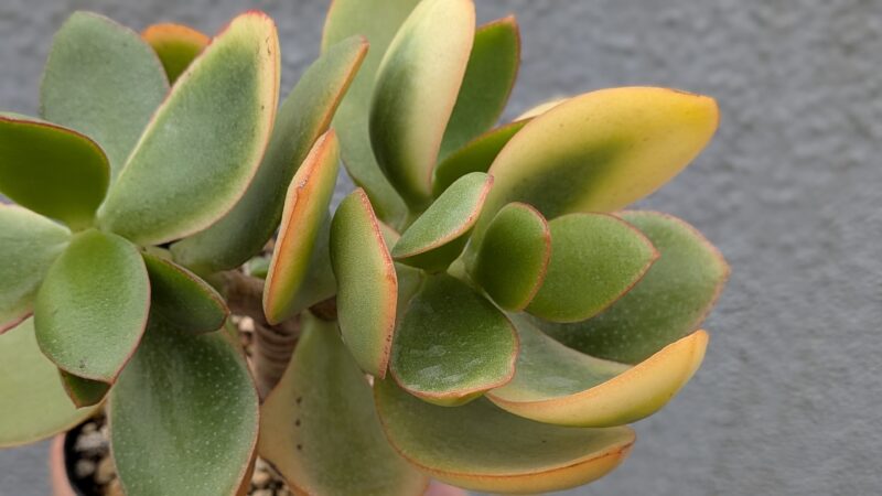 黄金花月