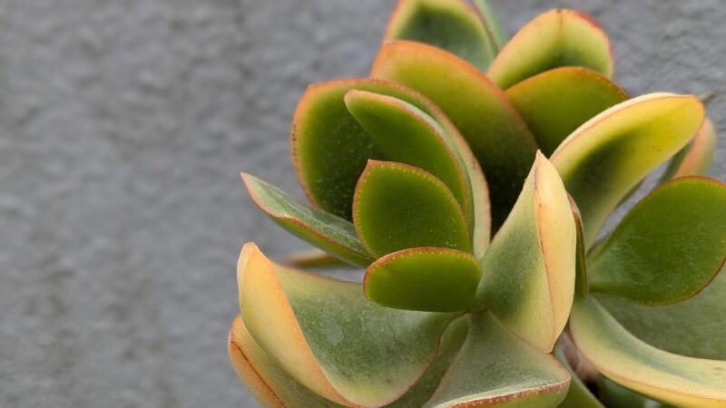 黄金花月