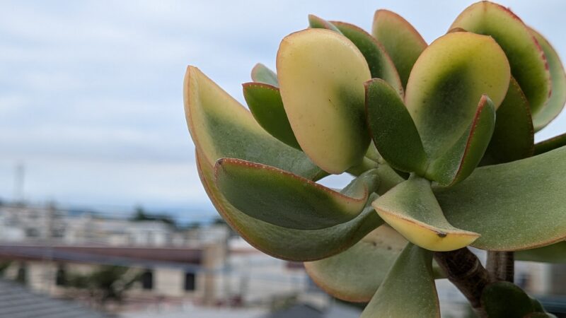 黄金花月