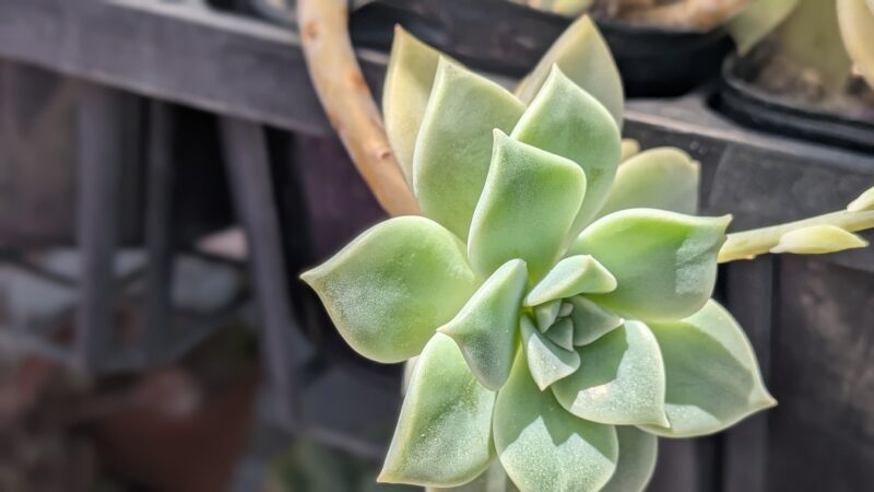 薄氷