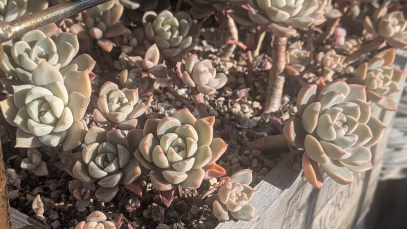 ピンクプリティ