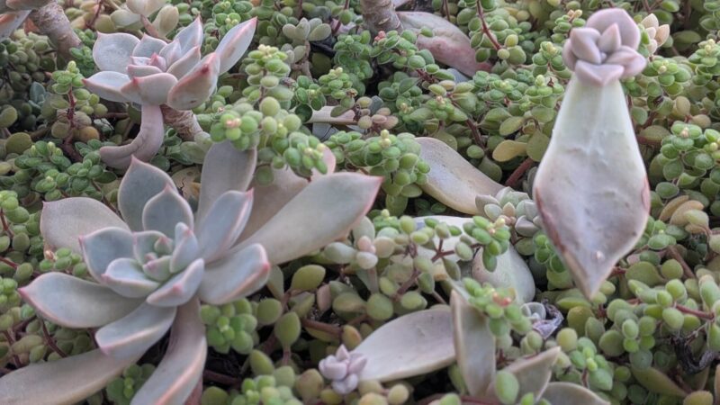 ピンクプリティ