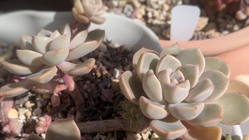 ピンクプリティ