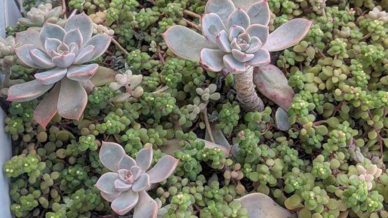 ピンクプリティ