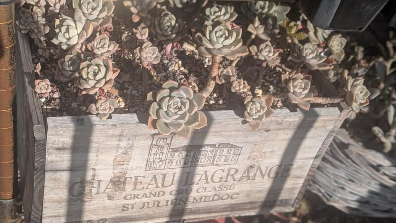 ピンクプリティ