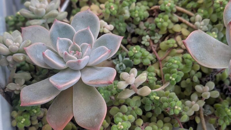 ピンクプリティ