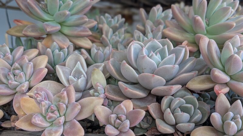 ピンクプリティ