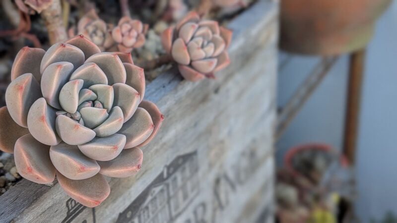 ピンクプリティ