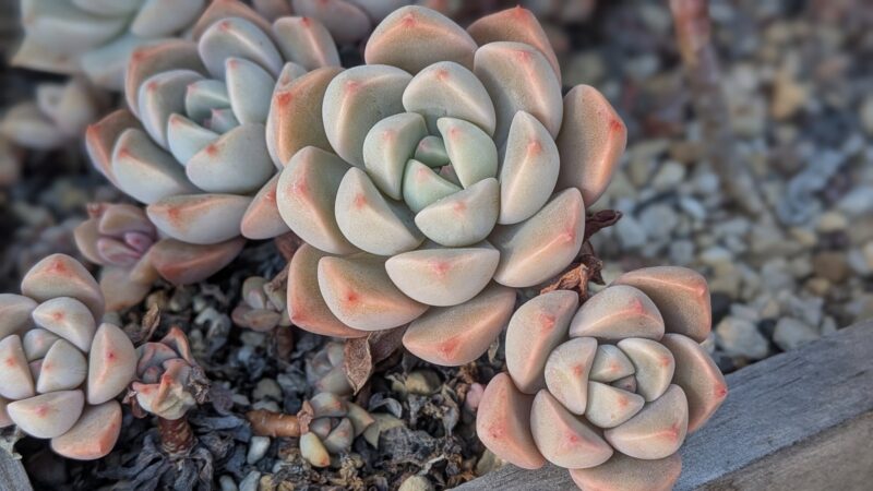 ピンクプリティ