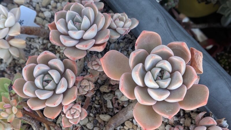 ピンクプリティ