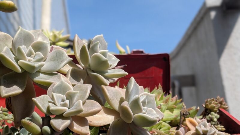 白牡丹