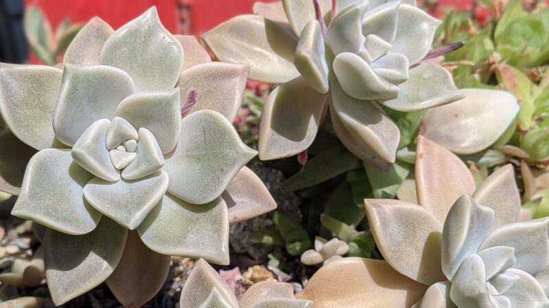 白牡丹