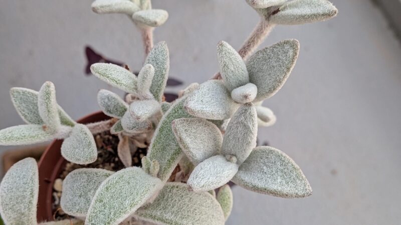 福兎耳