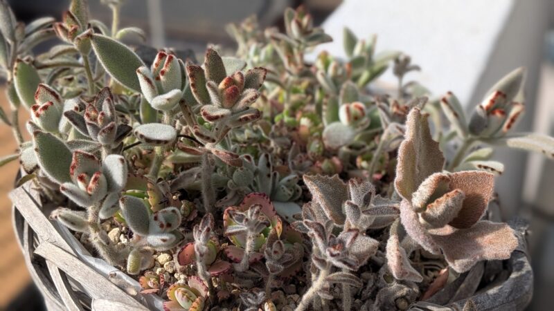 月兎耳、福兎耳、黒兎耳、ゴールデンラビット