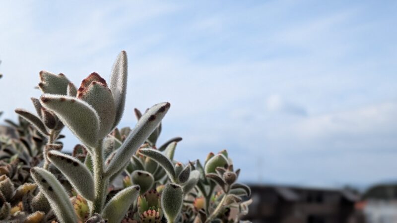 月兎耳、福兎耳、黒兎耳、ゴールデンラビット