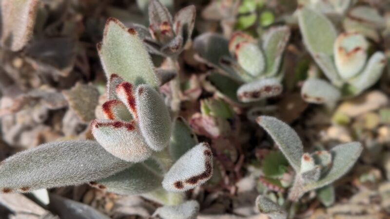 月兎耳、福兎耳、黒兎耳、ゴールデンラビット