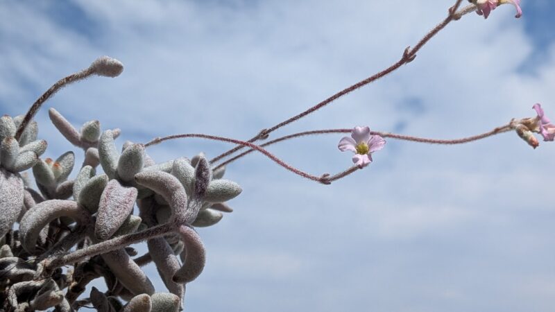 福兎耳