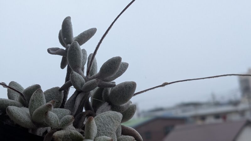 福兎耳