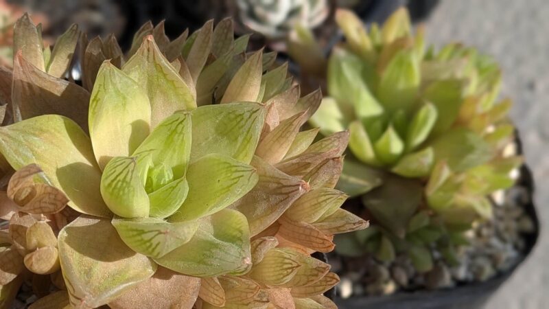 マンドリースクラール