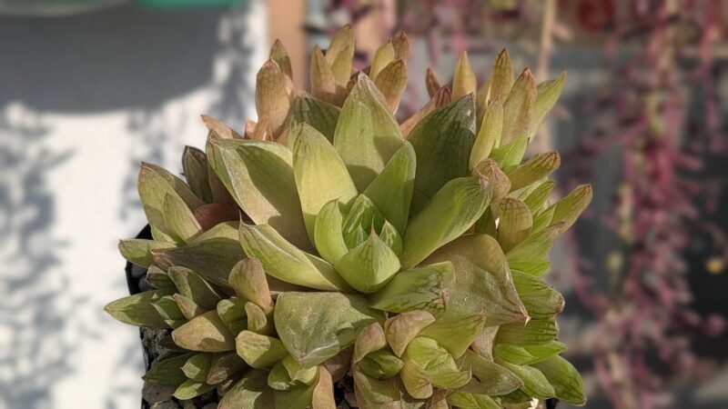 マンドリースクラール