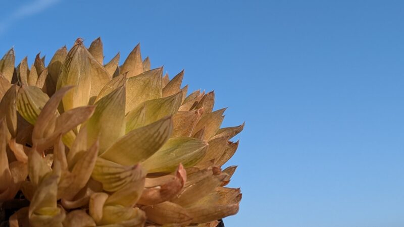 マンドリースクラール