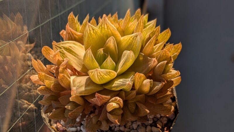 マンドリースクラール