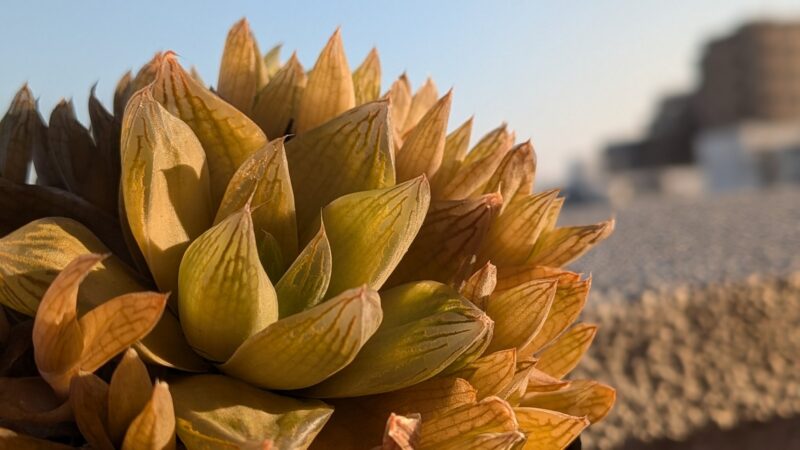 マンドリースクラール