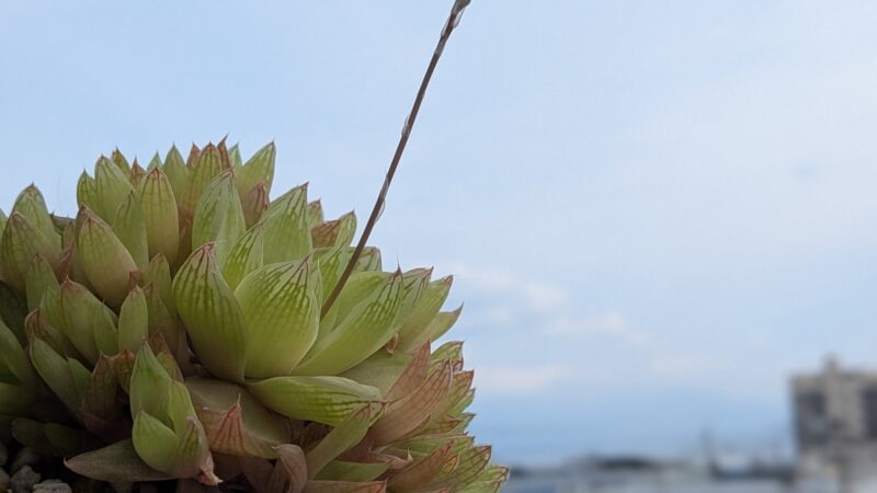 マンドリースクラール