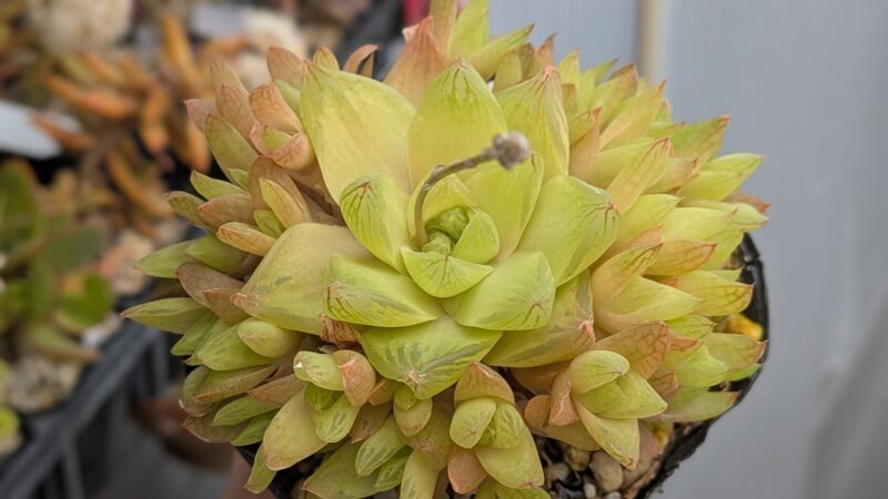 マンドリースクラール