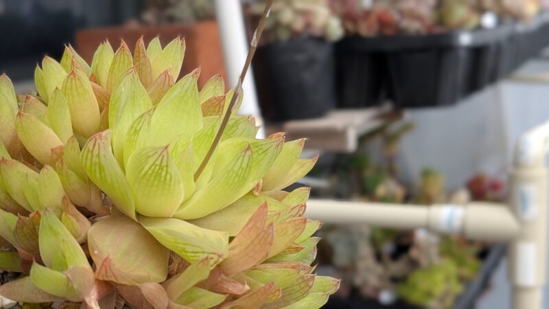 マンドリースクラール