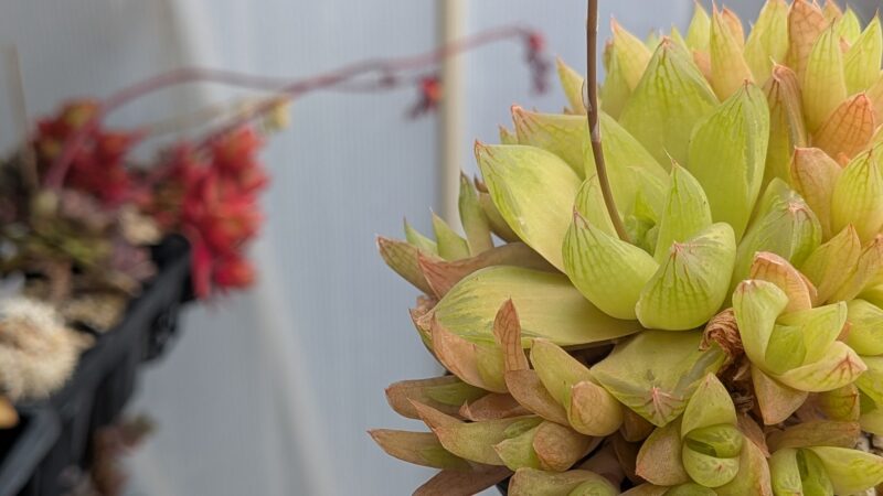 マンドリースクラール